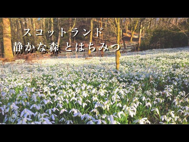 イギリス暮らし|スコットランド森の花畑|田舎町のパン屋さん|家庭料理| 海外移住Vlog|マルシェ