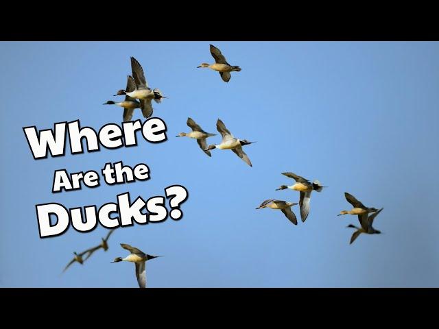Late Season Duck Hunting Report | January 2020
