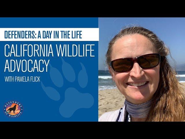 Defenders: A Day in the Life - California Wildlife Advocacy