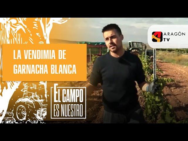 Comienza la vendimia de garnacha blanca