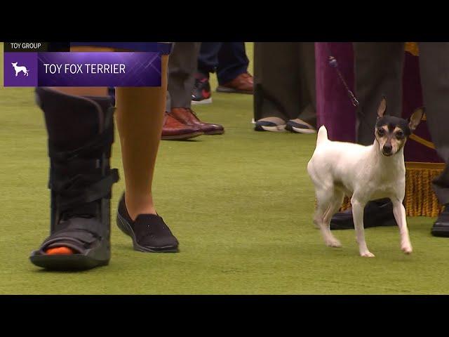 Toy Fox Terriers | Breed Judging 2024