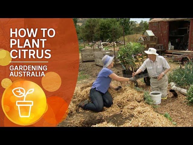 How to plant citrus: The Ian Tolley Way