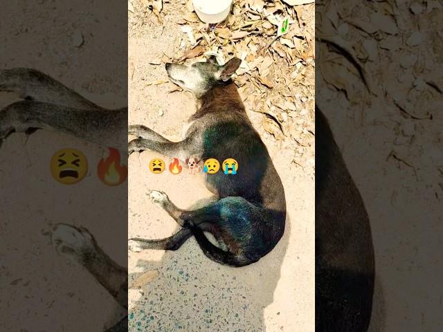 Aaj Kahenge Dil Ka Fasana#shorts shorts shorts#ytviral #dog #dogapparel