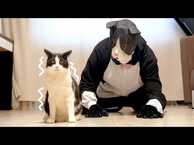 Cat Pranked By Big Cat Mask