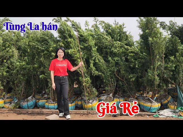 Khảo giá Tùng La hán tại nhà vườn Khải Hà Thái bình