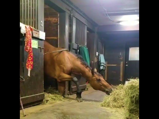 Horse Steals a Quick Snack! 