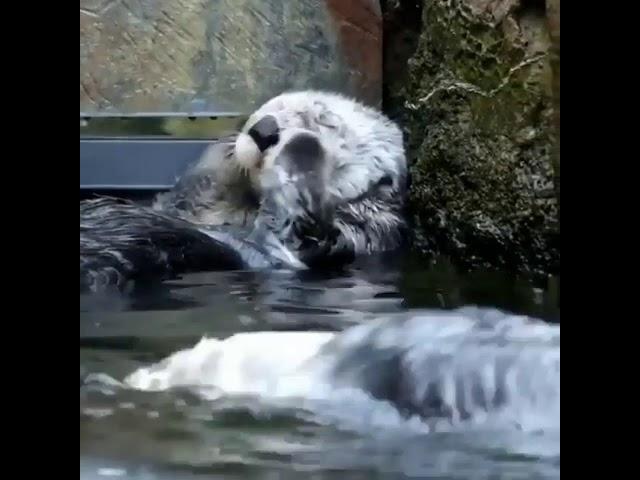 Otters are cute  | #20031