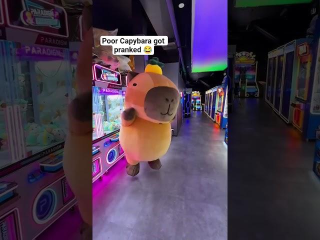 The Capybara got pranked #funny #laugh #capybara