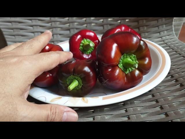 Purple Bell Peppers - Russian Heirloom Variety (Free Seeds)