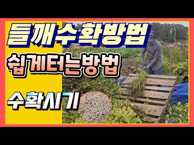 들깨 쉽게 터는방법 수확방법 시기