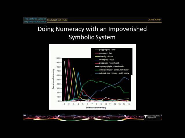 chapter 13 - the numerate brain (3rd edition)