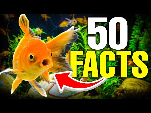 50 Amazing Goldfish FACTS Revealed!