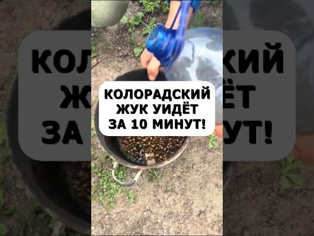 Колорадский жук уйдет уже через 10 минут. Просто и без химии #огород #дача #сад #колорадскийжук