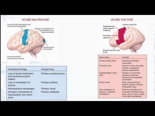 Đánh giá Chức năng Nhận thức và Case minh họa