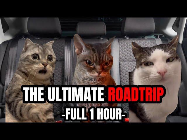 CAT MEMES: THE ULTIMATE FAMILY ROADTRIP