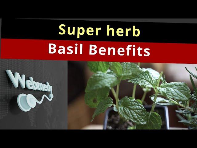 Health Benefits of Basil | Top 15 Benefits