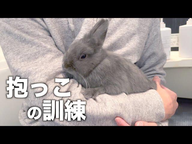 うさぎの抱っこ練習に超適している場所を発見しました【ネザーランドドワーフ】