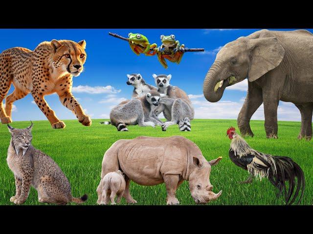 Lovely Animal Sounds: Rhinoceros, Lynx,  Lemurs, Cougar, Elephant, Rooster -  Music For Relax