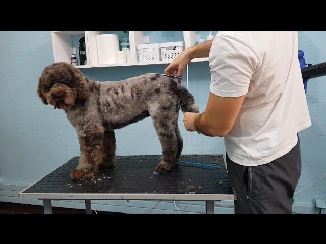 Grooming A Lagoto- Time Lapse