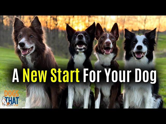 Ready For A New Start With Your Dog?