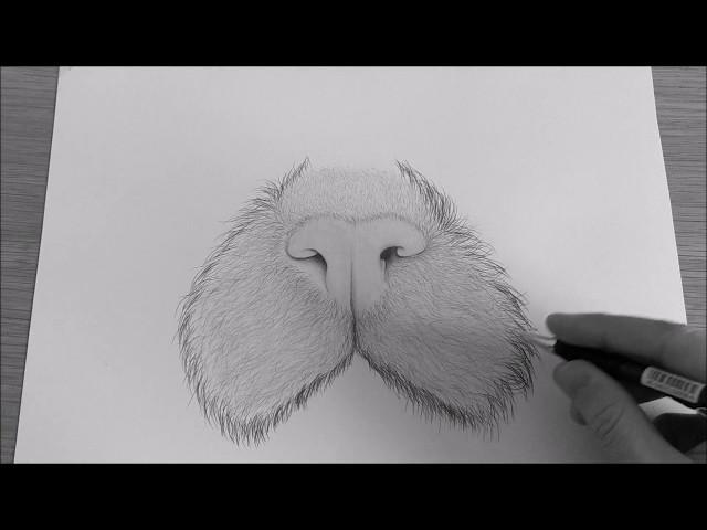 How To Draw A Cat Nose