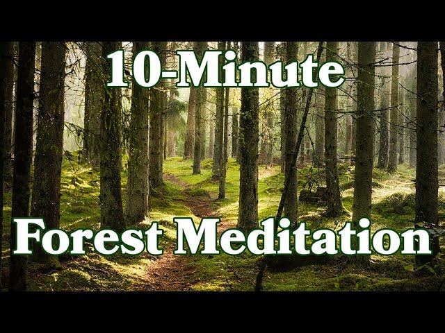 10 Minutes Of Peaceful Forest Sounds For Meditation