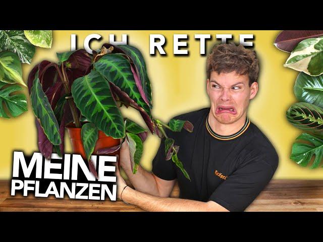 ICH RETTE MEINE (halb) TOTEN PFLANZEN | Joey's Jungle Plants