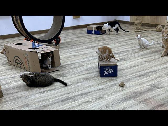 Feeding Street Cats is live!