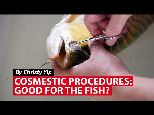 Cosmetic Procedures: Good For the Fish? | CNA Insider