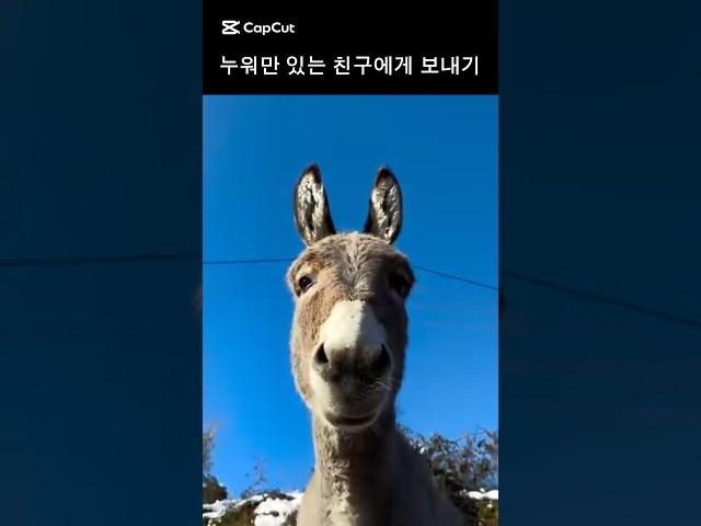 헤이
