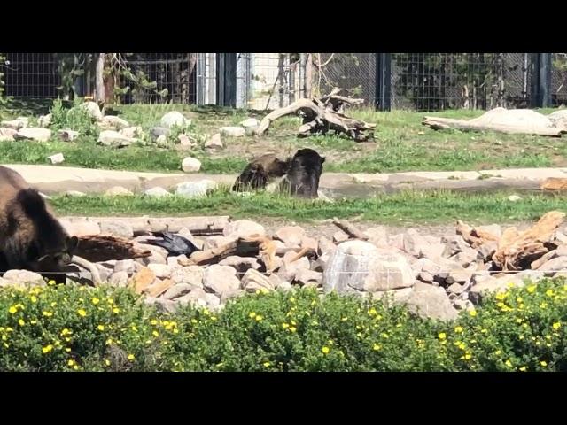 Grizzly and Wolf Discovery Center Grizzly Bears