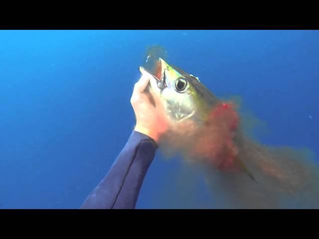 kona ocean action "blue water hunting"