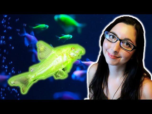 GloFish Corydoras Care Guide | GloFish Care Guide Series Ep. 7 | Corydoras