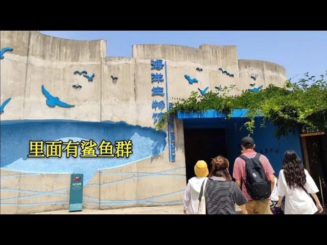 山东青岛水族馆之海洋生物馆，里面有鲨鱼群和北极熊，真涨知识！