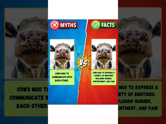 Did You Know This Myth Vs Fact #fact #facts #myth #myths #mythvsfacts