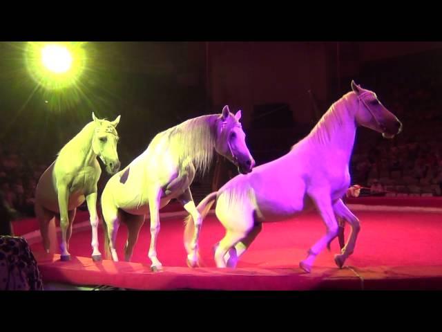 Елена Павлович. Цирковой номер  - Свобода лошадей корткая версия. Horses' liberty Elena Pavlovich