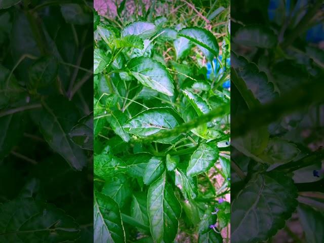 Plant Identification With Cinematic Video Nature