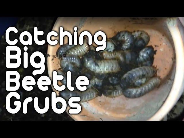 Catching Big beetle grubs!!!