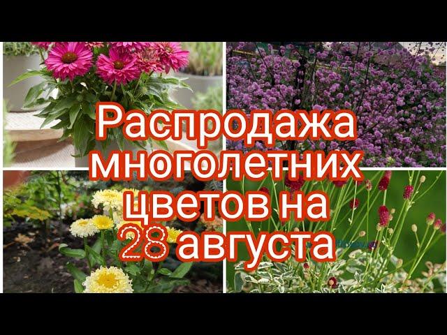 РАСПРОДАЖА МНОГОЛЕТНИХ ЦВЕТОВ НА 28 АВГУСТА.