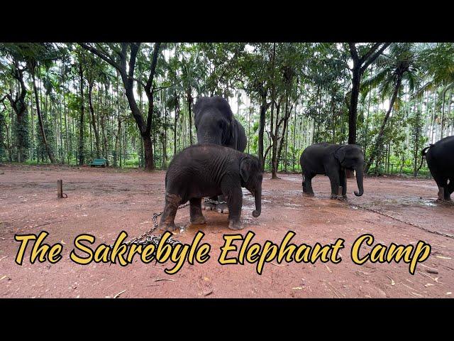 A day in sakrebyle elephant camp shimogga karnataka