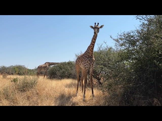 Kichaka Camp | Ruaha National Park