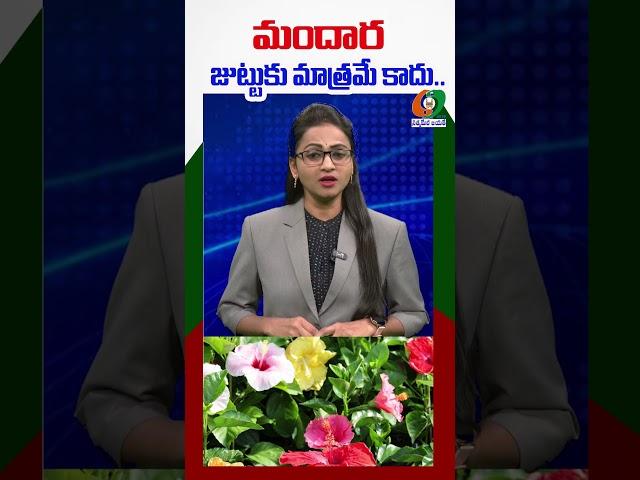 మందార జుట్టుకు మాత్రమే కాదు..#mandara #healthtips #hairfall #viralvideo @kumbams69tv