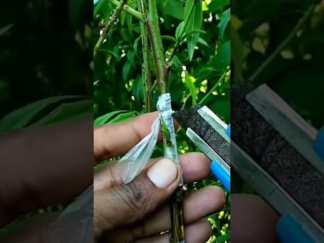 Peach grafting#Chip Bud grafting technique #shortvideo #youtubeshorts #gardentech
