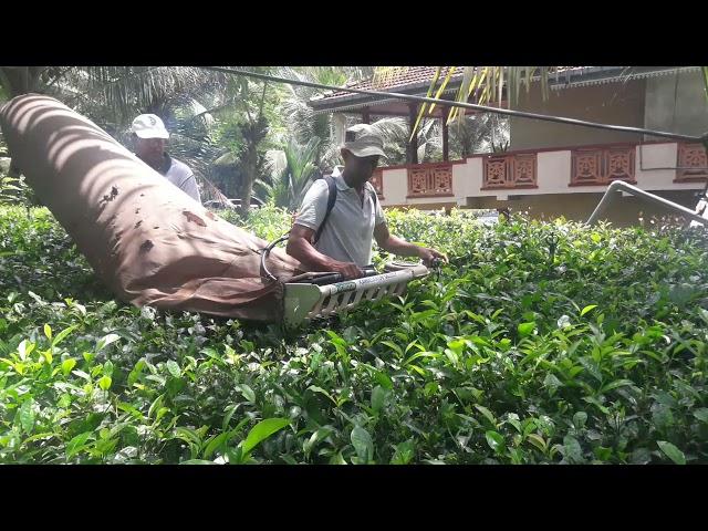 Motorized tea harvesting Mr. Upali Piyathissa's tea land @ Rambukkana