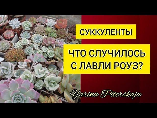 Суккуленты. Что случилось с лавли роуз?