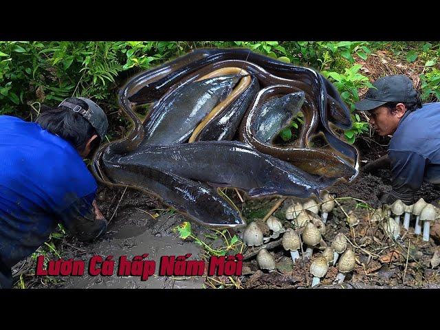 Bắt LƯƠN hấp Nấm Mối " Lai Rai " | Gấc Quê