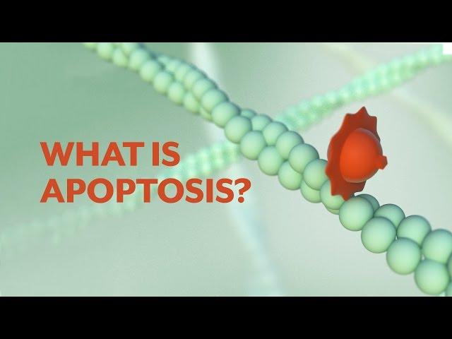 "What is Apoptosis?" The Apoptotic Pathways and the Caspase Cascade