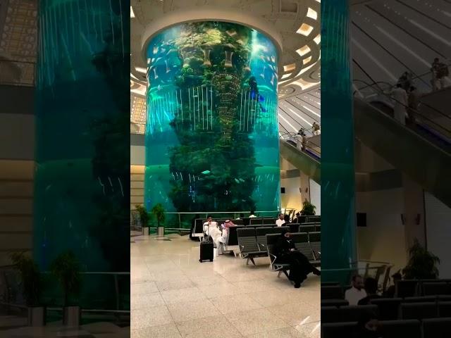 large aquarium jeddah airport, Saudi Arabia #aquariumfish