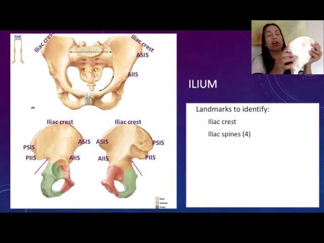 3. Coxal Bones: The Ilium