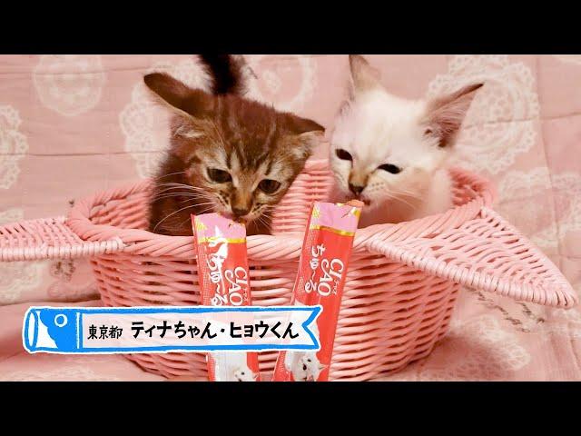 ＣＩＡＯちゅ～る　子猫用　こどもの日版